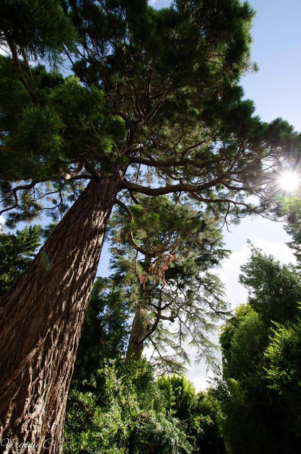 Gite Sequoia Centre Historique Байе Экстерьер фото